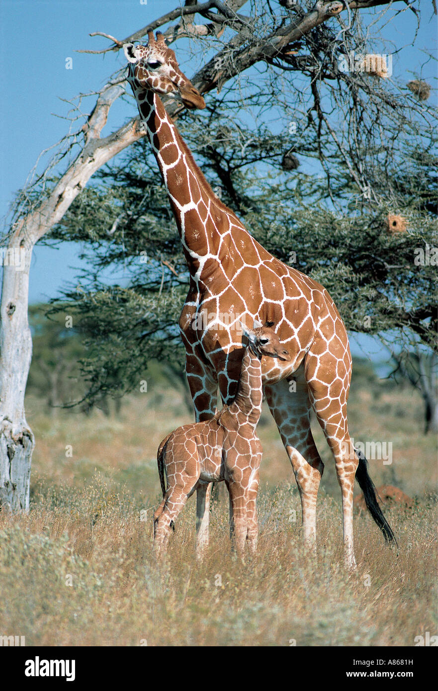 Female Reticulated Giraffe with baby Samburu National Reserve Kenya Stock Photo