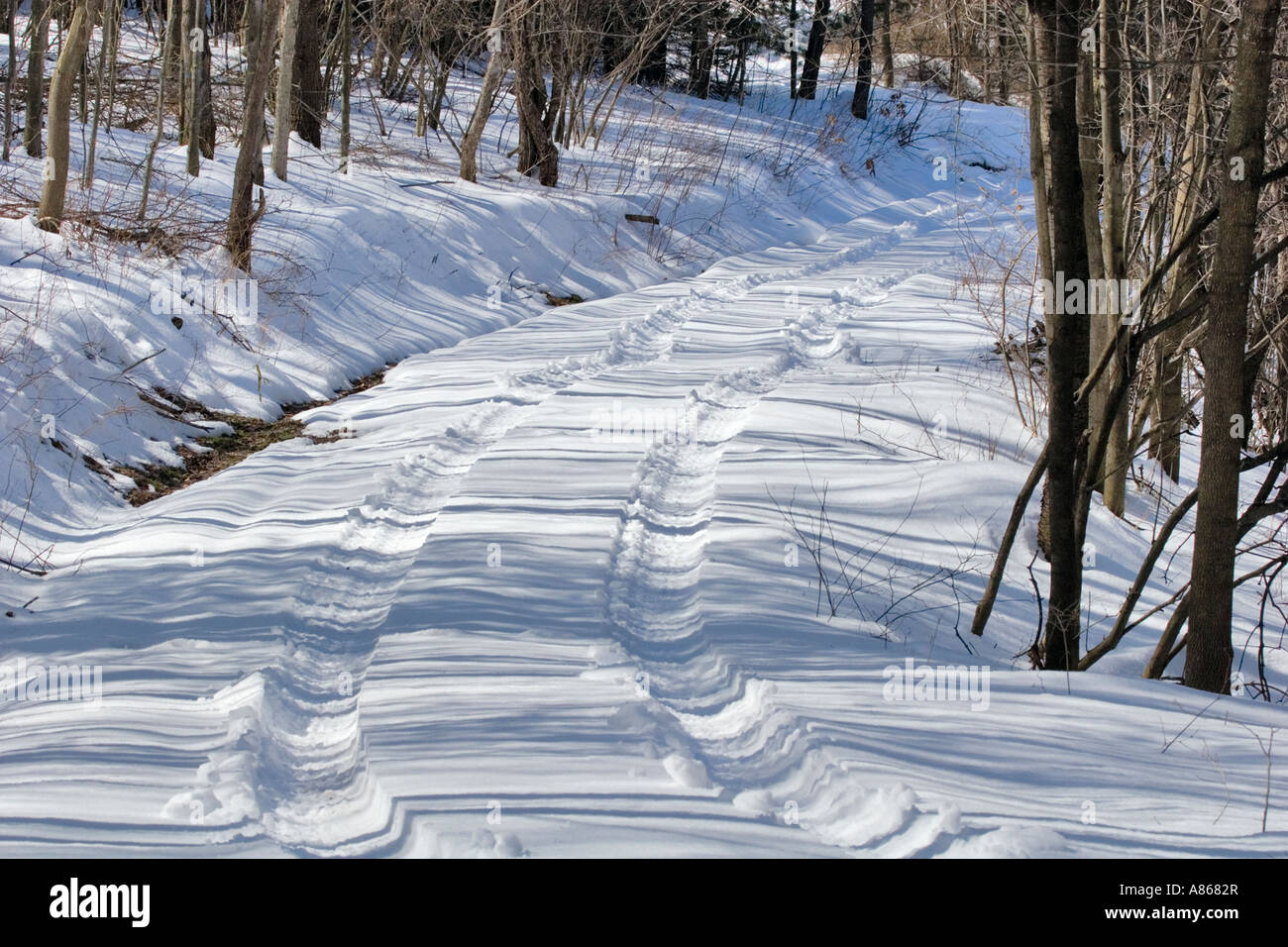 Track through the woods on a snowy day Stock Photo - Alamy