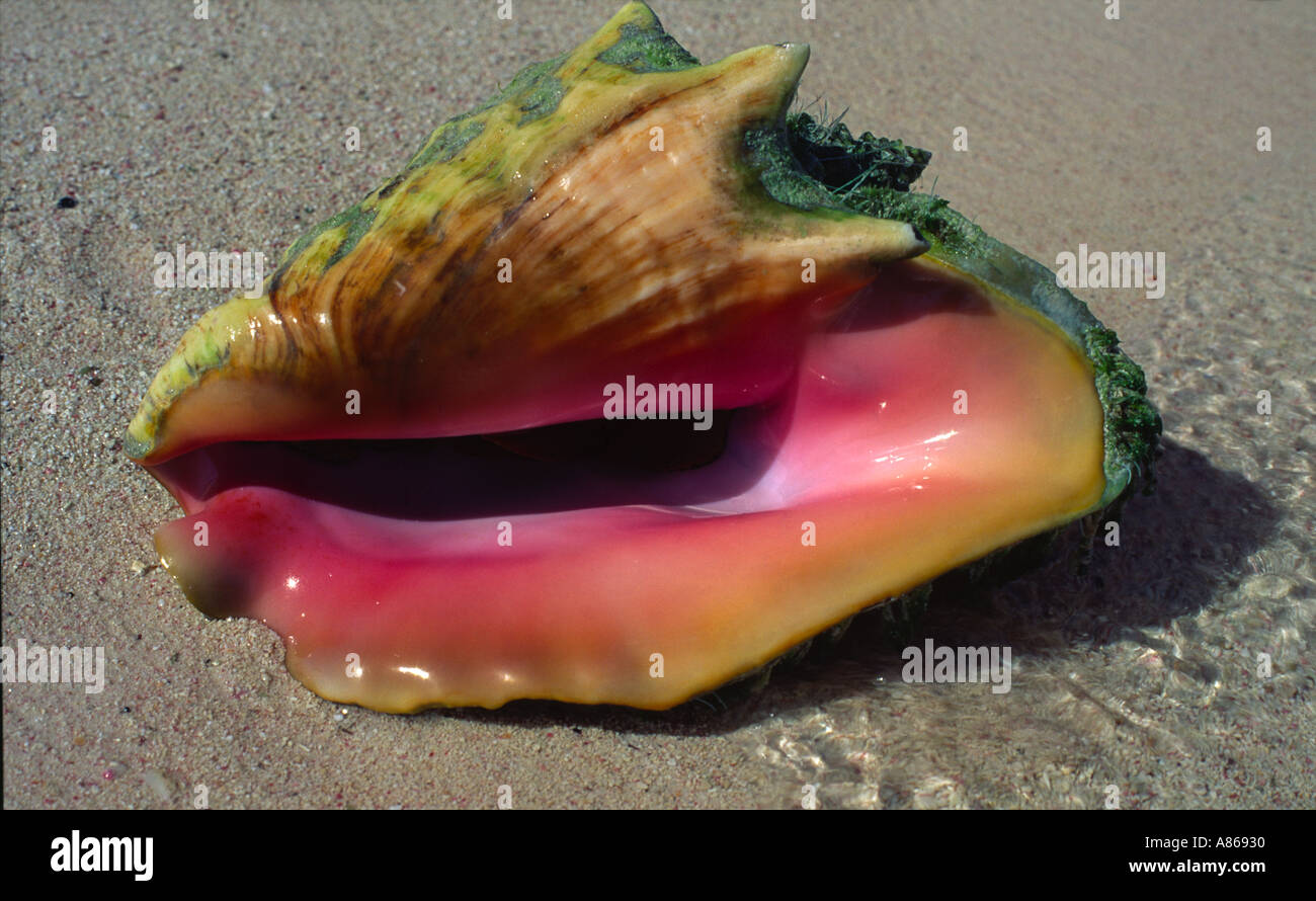Live conch shell fresh from the sea Little Cayman Cayman Islands Stock Photo