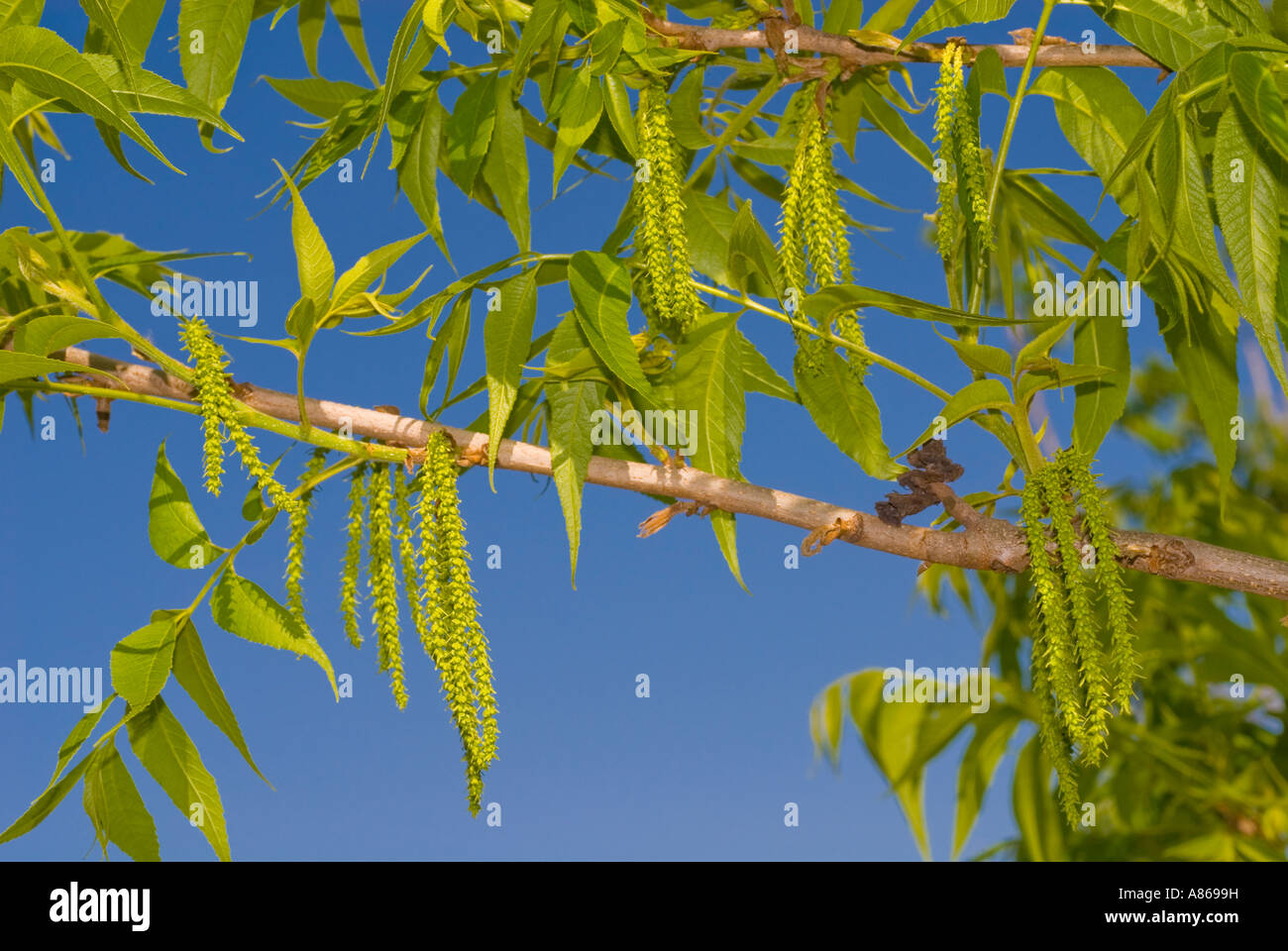 Pecan tree with catkins Stock Photo