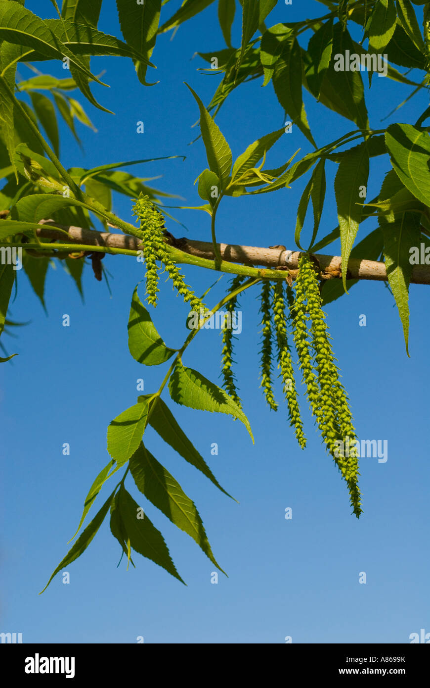Pecan tree in flower Stock Photo