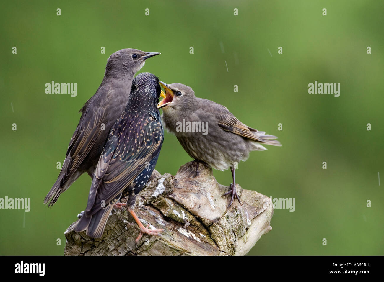 Starling Sturnus vulgaris adult feeding two begging youngsters on old gate potton bedfordshire Stock Photo