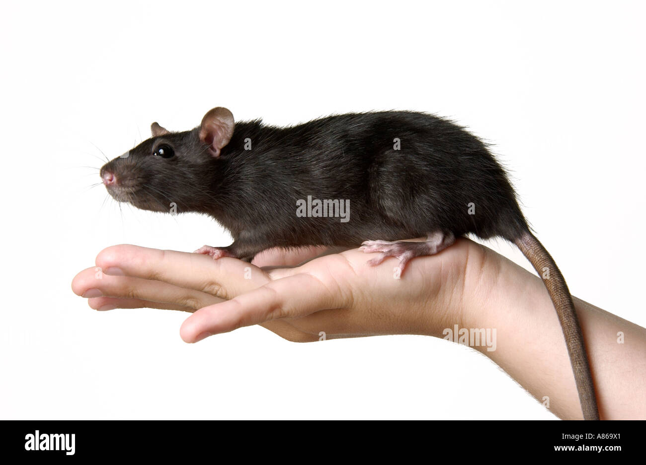 Rat Stock Photo