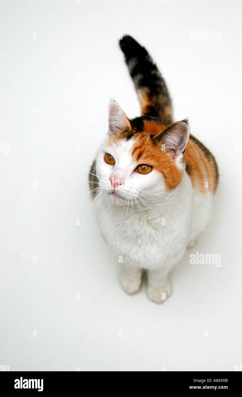 Tricolore Cat Hi Res Stock Photography And Images Alamy