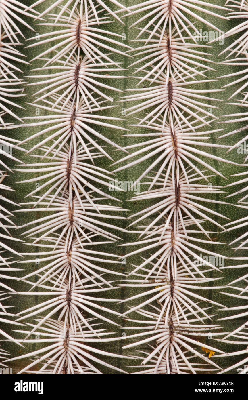 Lace Cactus Echinocereus reichenbachii thorns Uvalde County Hill Country Texas USA April 2006 Stock Photo