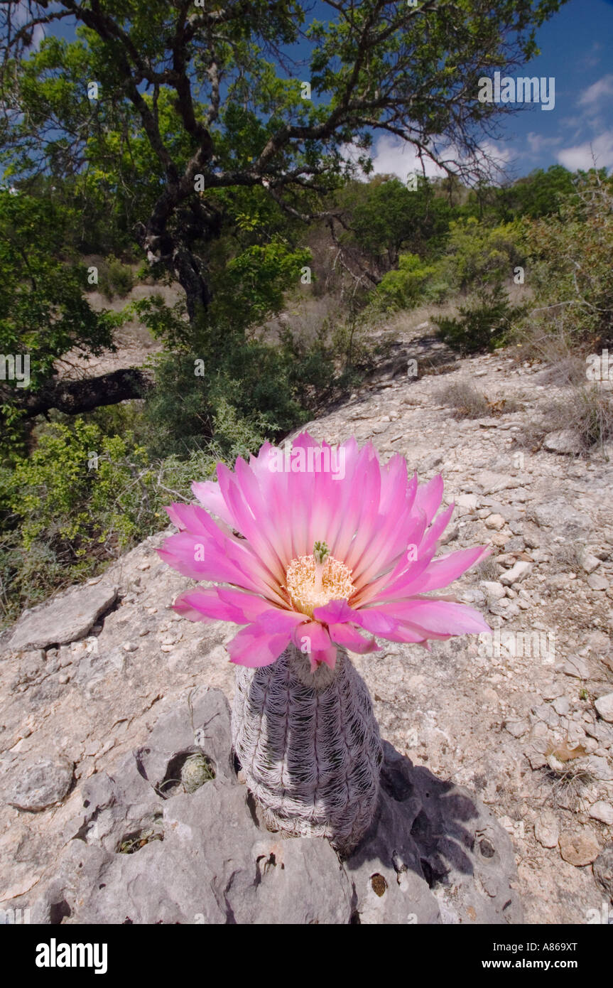 Lace Cactus Echinocereus reichenbachii blooming Uvalde County Hill Country Texas USA April 2006 Stock Photo
