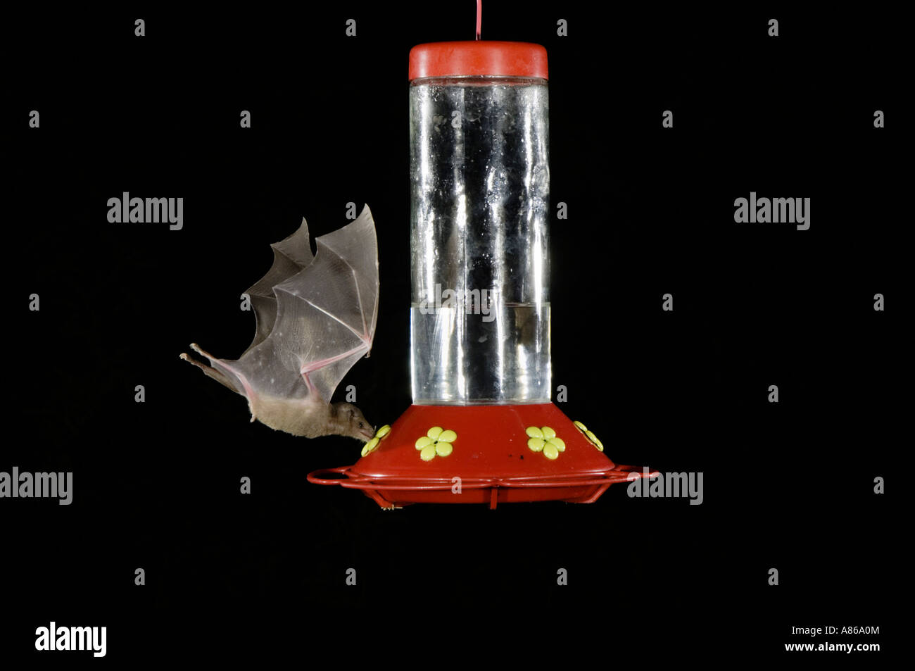Lesser Long-nosed Bat Leptonycteris curasoae adult in flight at night feeding on Hummingbird feeder Tucson Arizona Stock Photo
