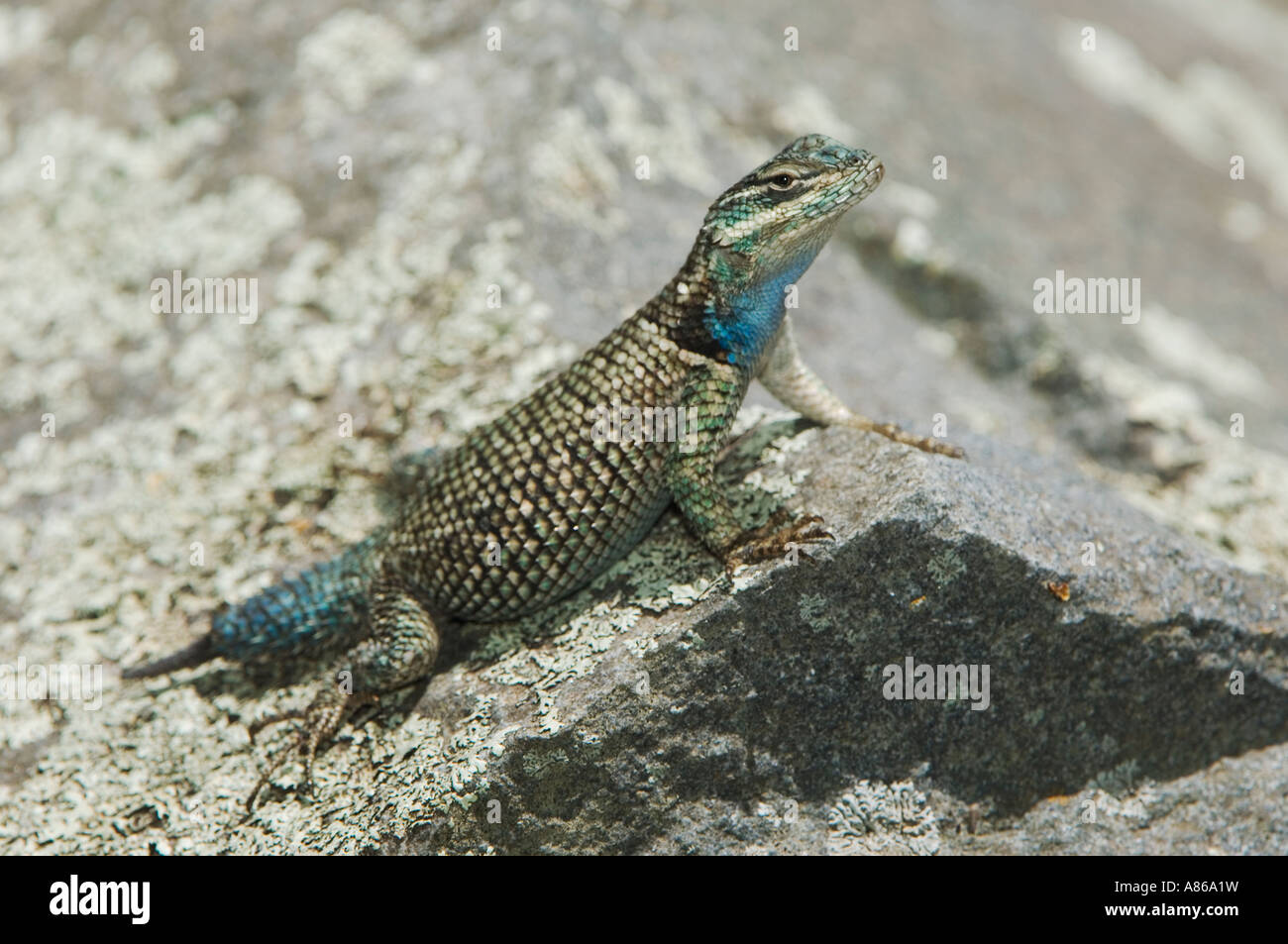 Mountain Spiny Lizard Sceloporus jarrovii adult Madera Canyon Arizona USA May 2005 Stock Photo