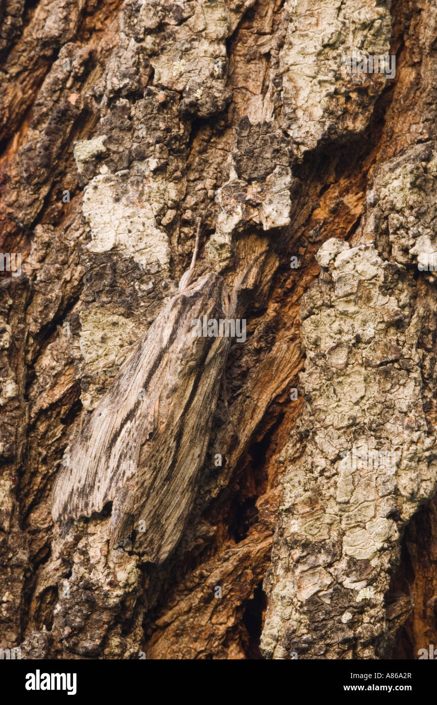 Catalpa Sphinx Ceratomia catalpae adult at day roost on mesquite tree bark camouflaged Willacy County Rio Grande Valley Texas Stock Photo