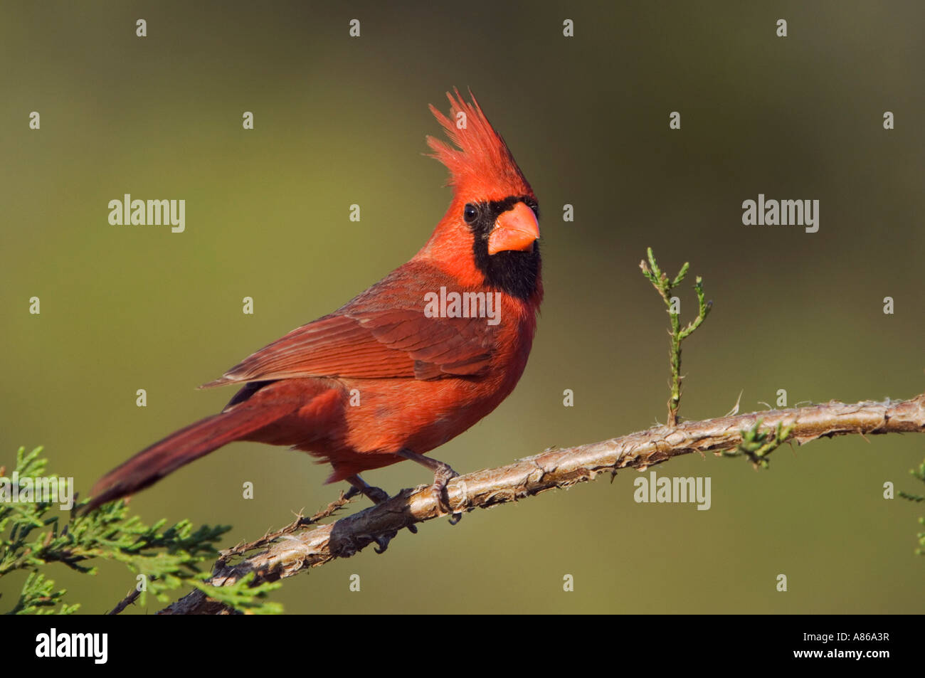 Northern Cardinal Cardinalis cardinalis male on Mountain Cedar Juniperus ashei Uvalde County Hill Country Texas Stock Photo