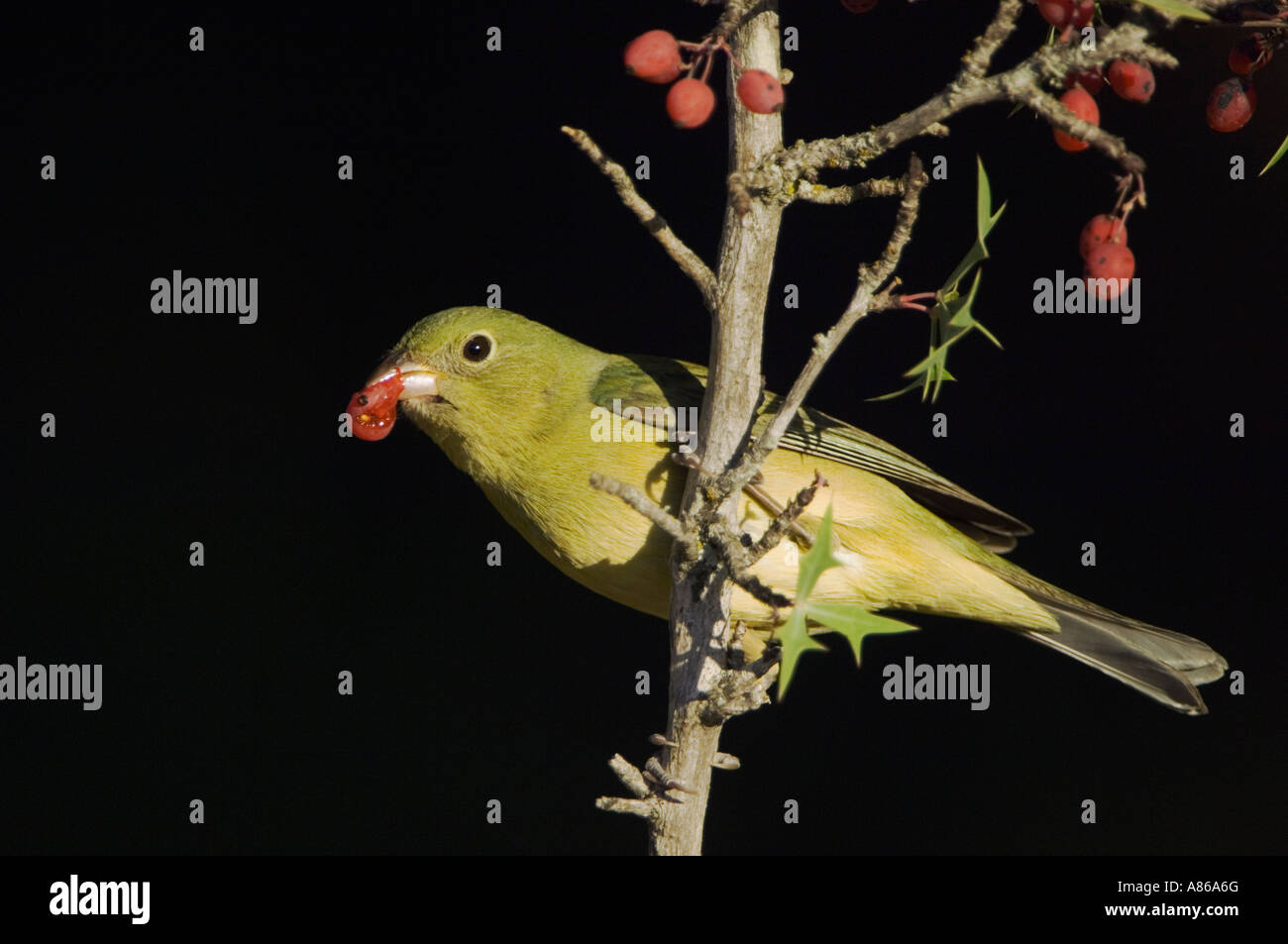 Painted Bunting Passerina ciris female eating Agarita Berberis