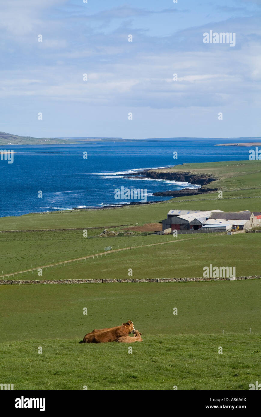 dh Eynhallow Sound EVIE ORKNEY Cattle farm animals Eynhallow Sounds north coast field scottish Cow beef Stock Photo