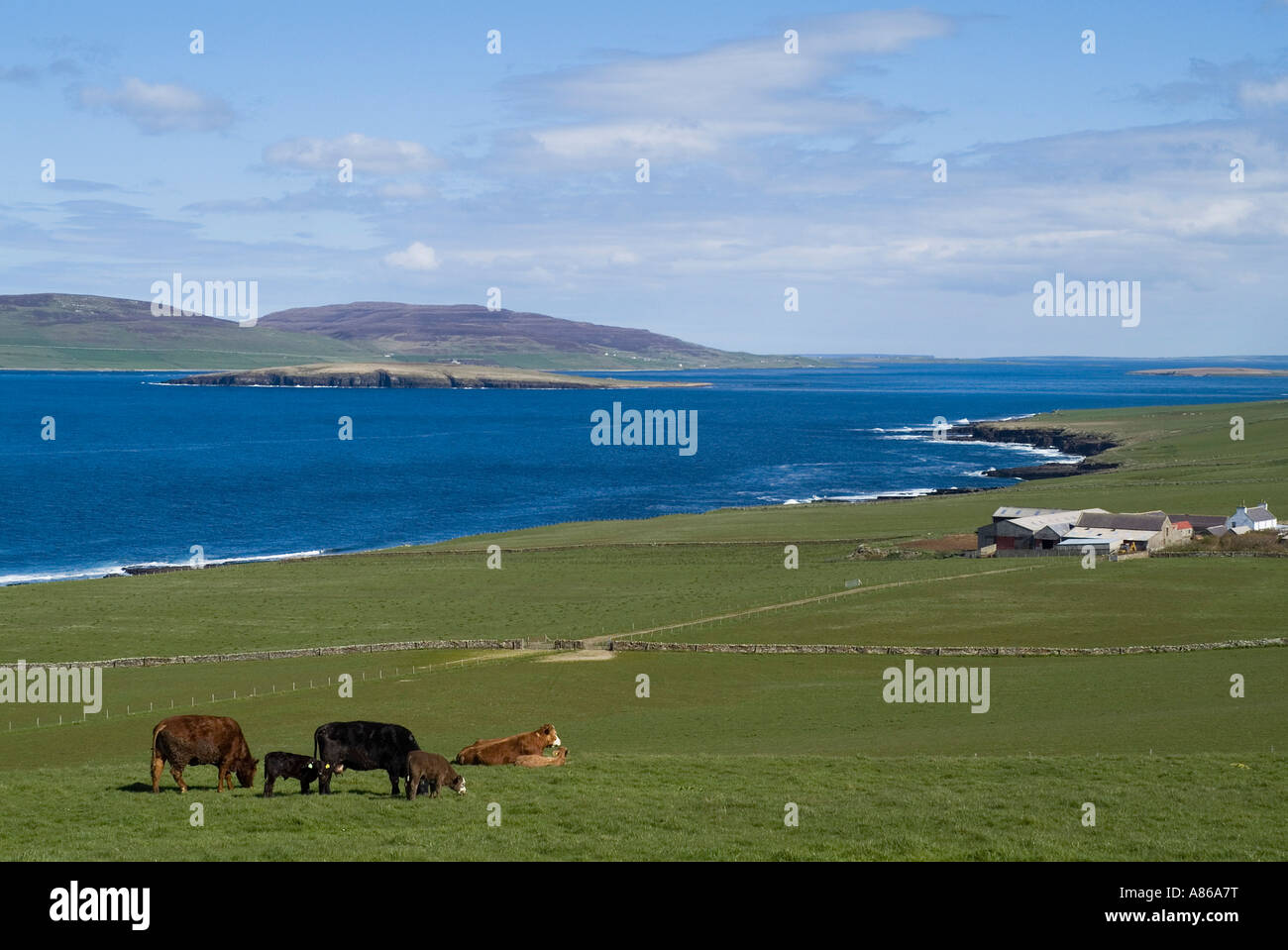 dh Eynhallow Sound EVIE ORKNEY Cattle in field coast uk cows Stock Photo