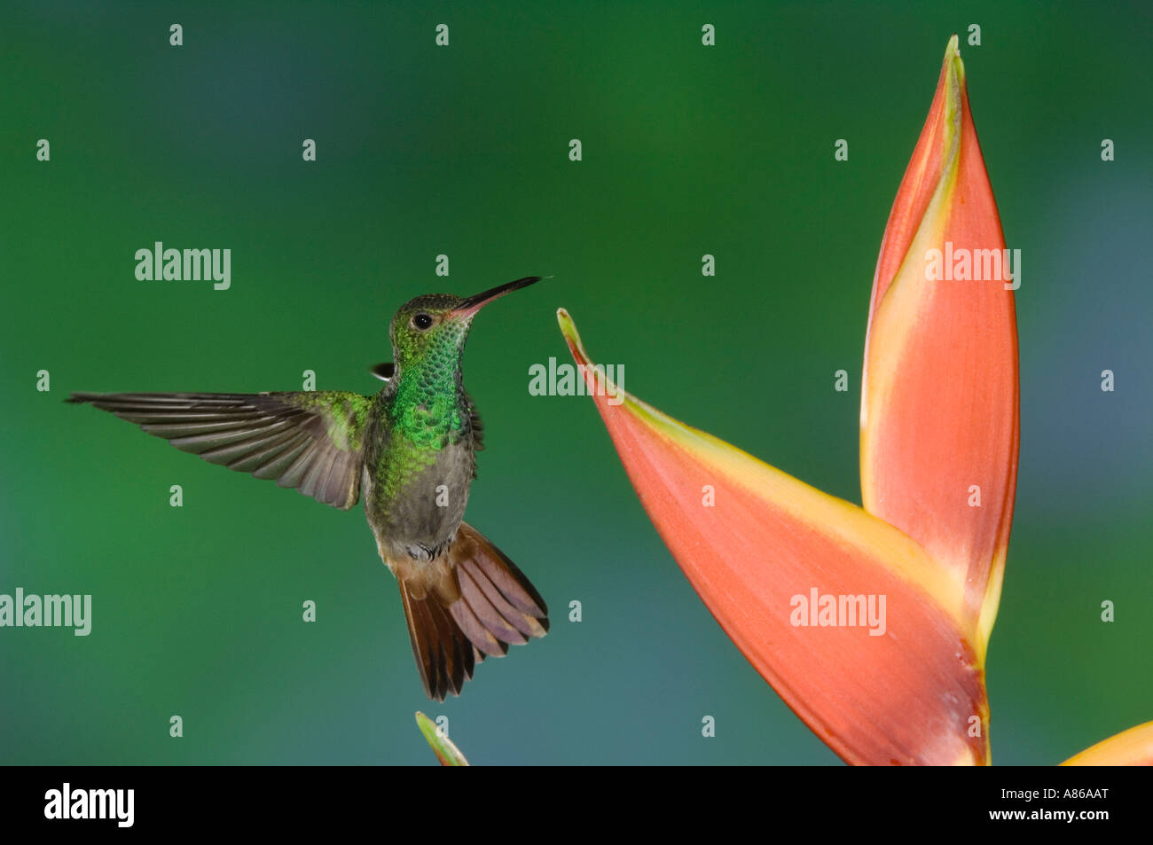 Rufous-tailed Hummingbird Amazilia tzacatl adult in flight feeding on Heliconia Flower Central Valley Costa Rica Stock Photo
