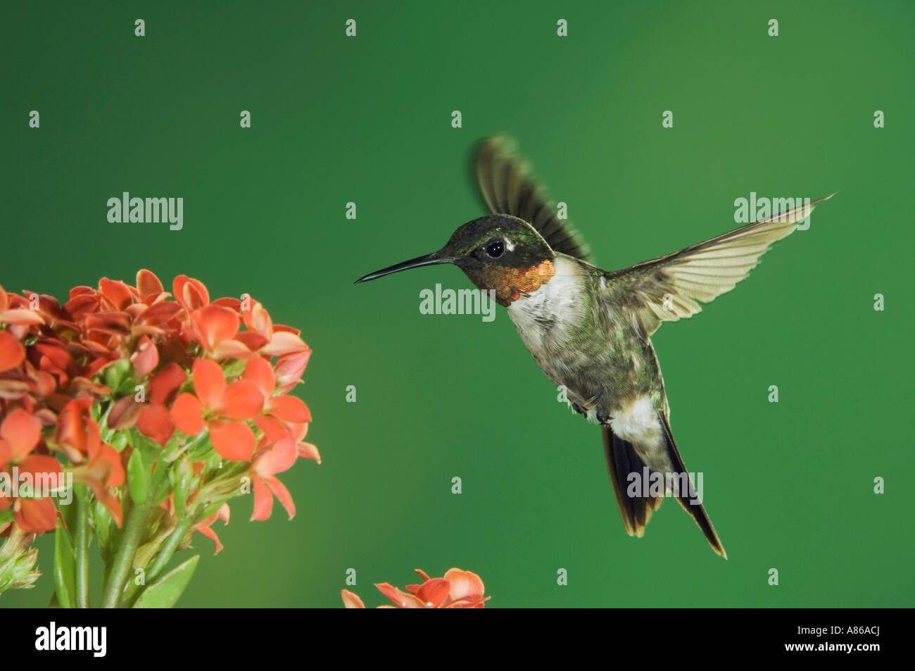 Ruby-throated Hummingbird Archilochus colubris male in flight feeding on Kalanchoe Flower Texas Stock Photo