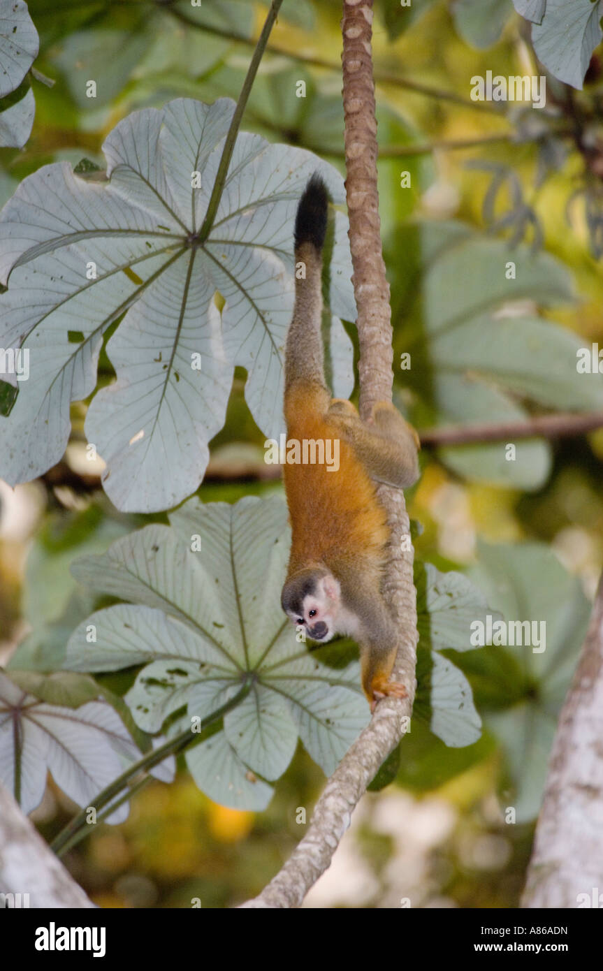 Central American Squirrel Monkey Saimiri oerstedii adult in Cecropia Tree Manuel Antonio National Park Pacific Coast Costa Rica Stock Photo