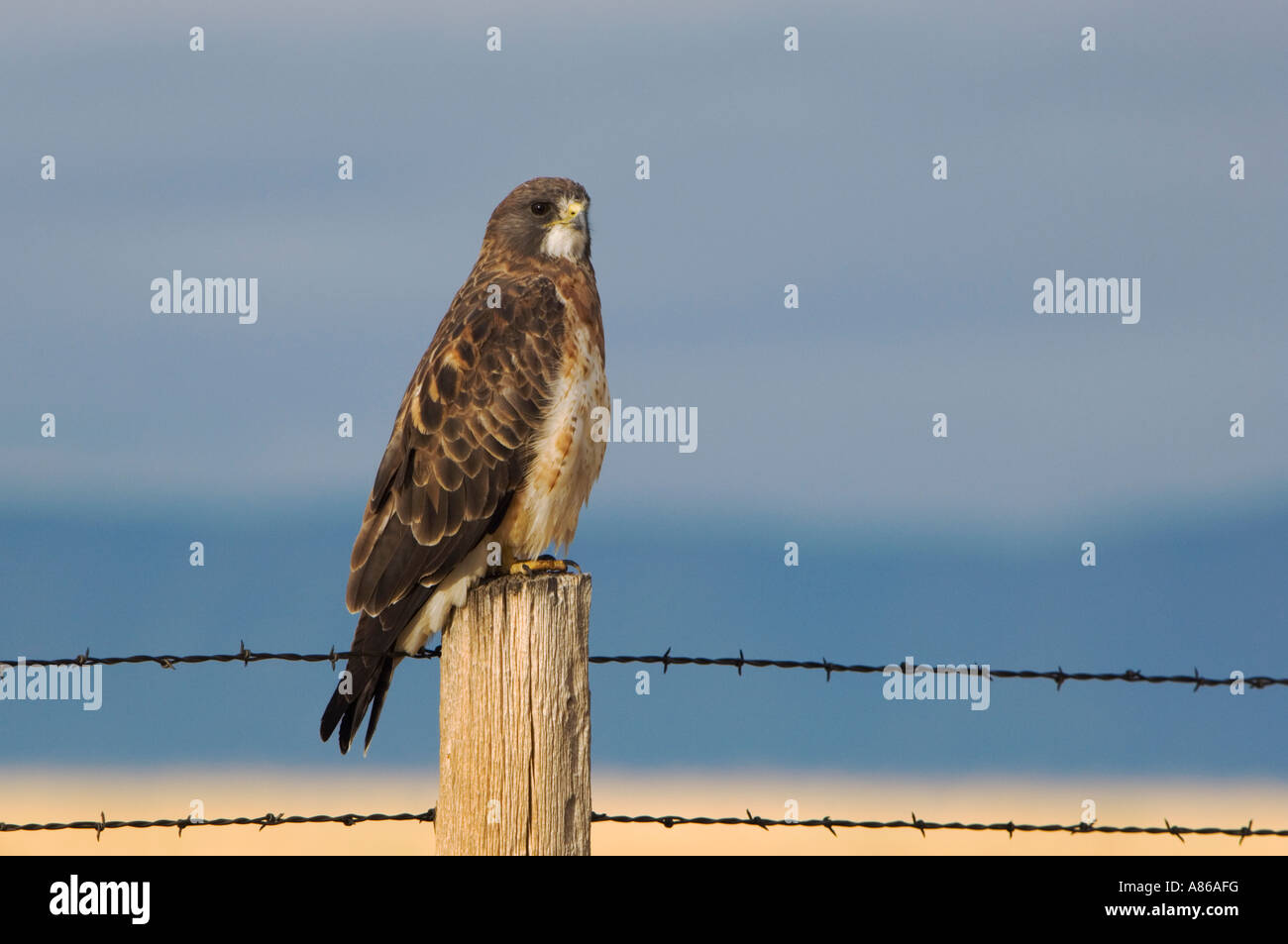 Swainson's Hawk Buteo swainsoni adult on fence post after rainstorm Rocksprings Wyoming September 2005 Stock Photo