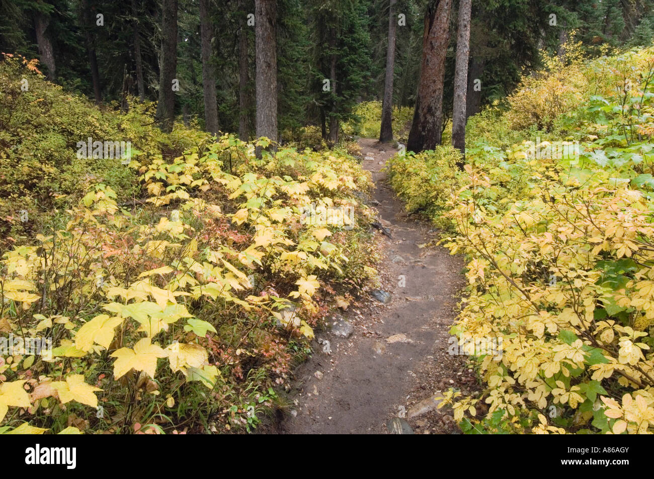 Jenny Lake Trail Jenny Lake Grand Teton NP Wyoming September 2005 Stock Photo