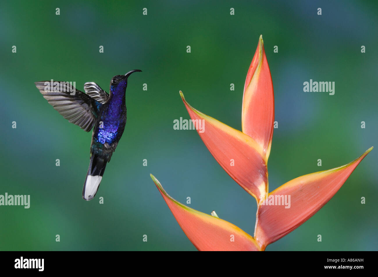 Violet Sabrewing Hummingbird Campylopterus hemileucurus male in flight feeding on Heliconia flower Central Valley Costa Rica Stock Photo