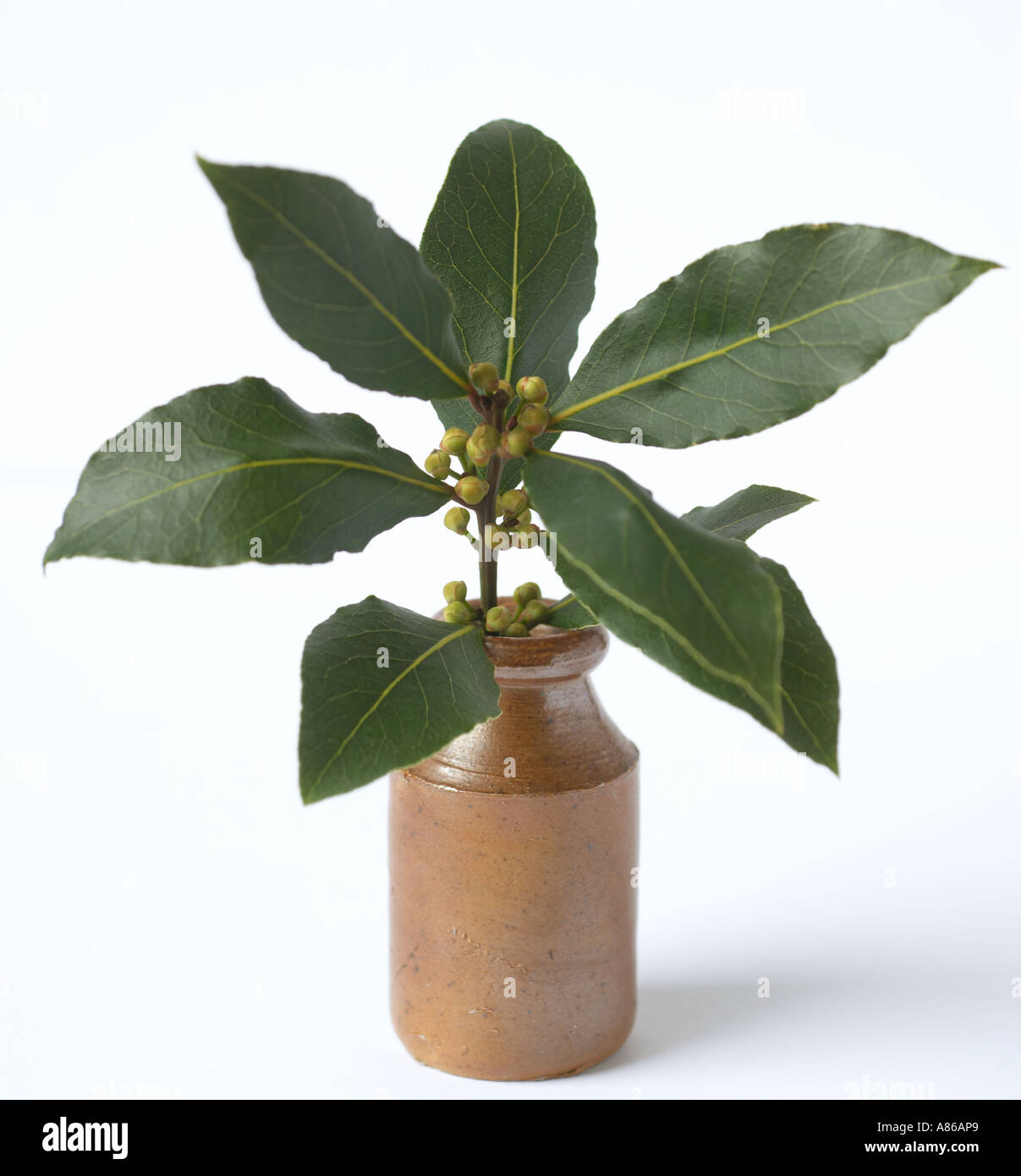 "Bay tree" leaves and stem kept fresh in water in a small container