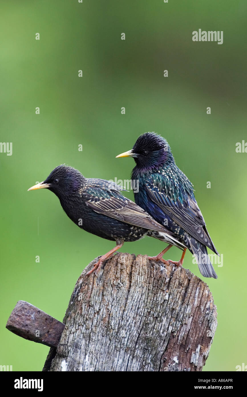 Two Starlings Sturnus vulgaris perched on old gate looking alert with nice defuse background potton bedfordshire Stock Photo