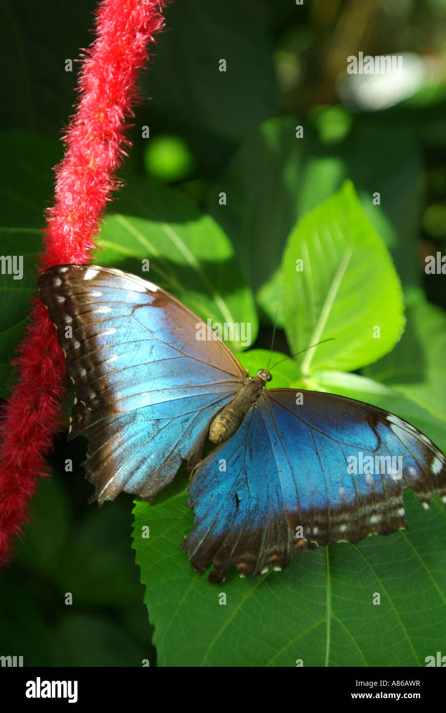 USA Florida Key West Butterfly Nature Conservatory Stock Photo Alamy