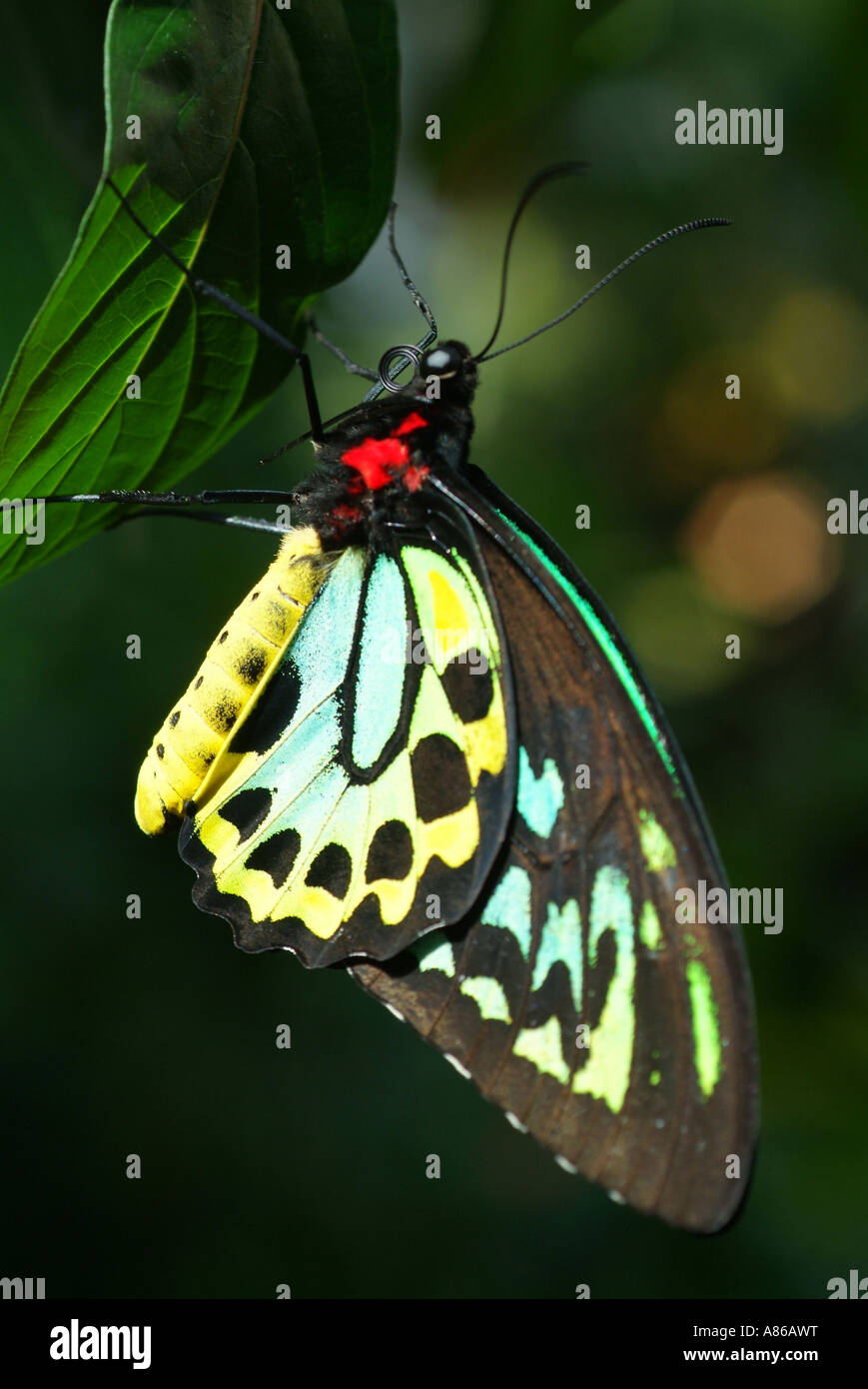 USA Florida Key West Butterfly Nature Conservatory Stock Photo Alamy