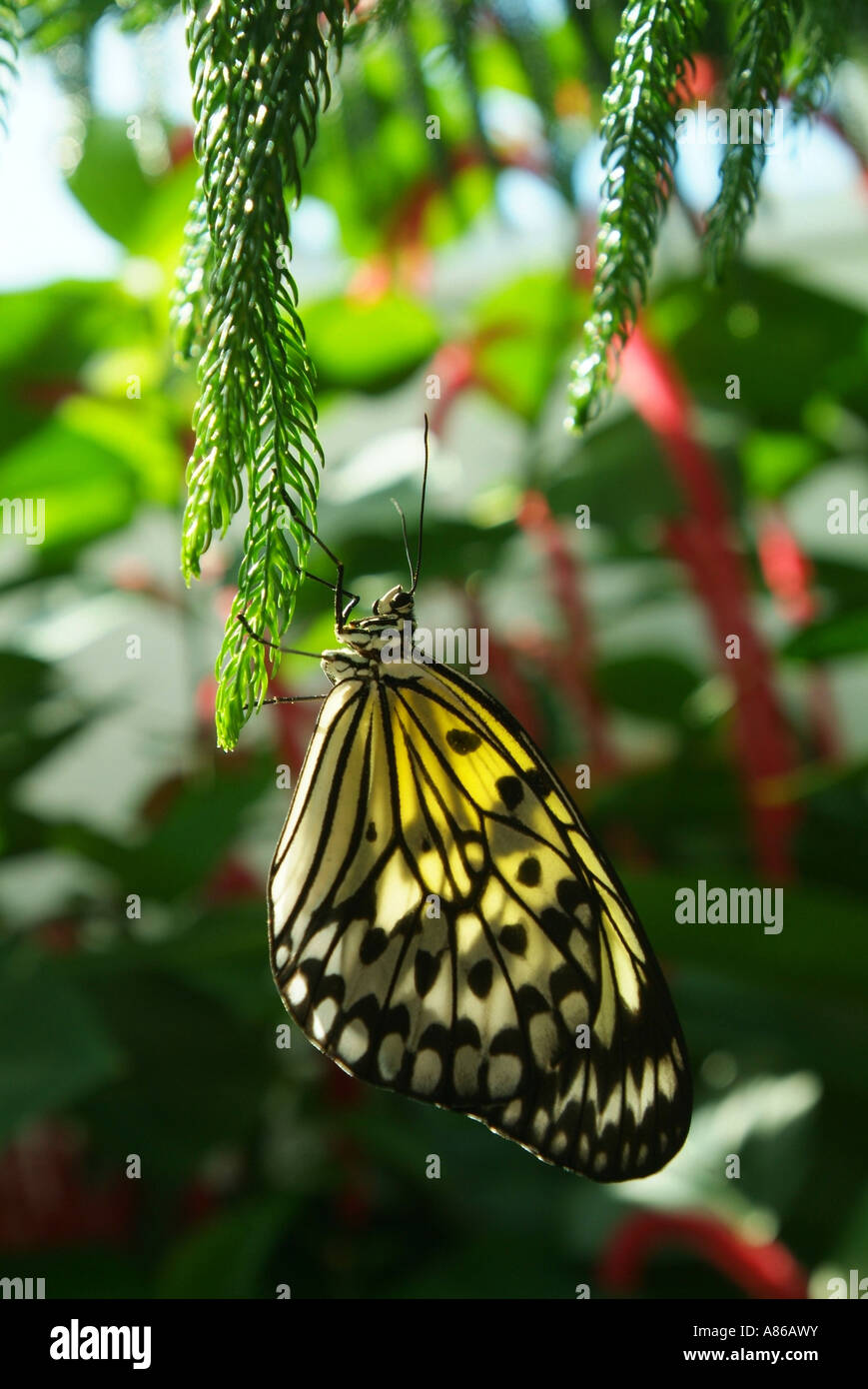 USA Florida Key West Butterfly Nature Conservatory Stock Photo Alamy