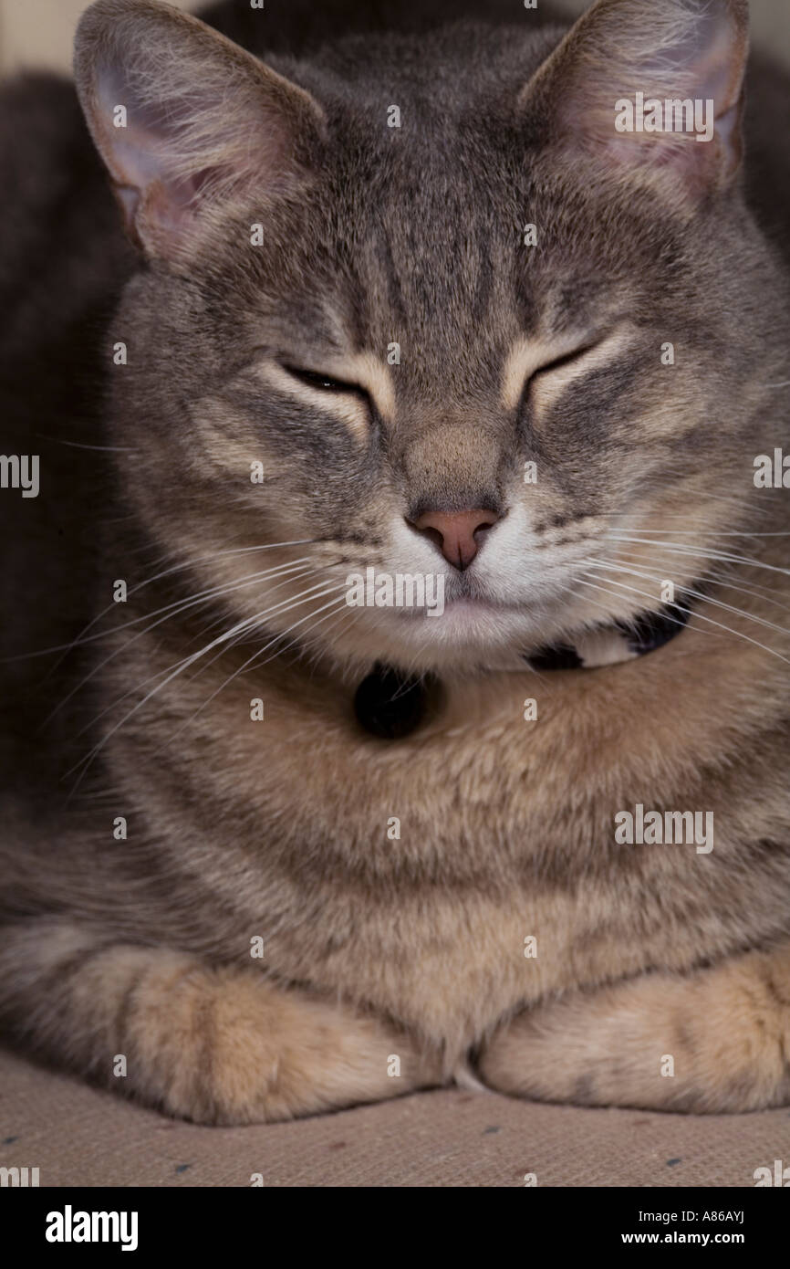 A closeup of a grey tabby cat with black and white belled collar