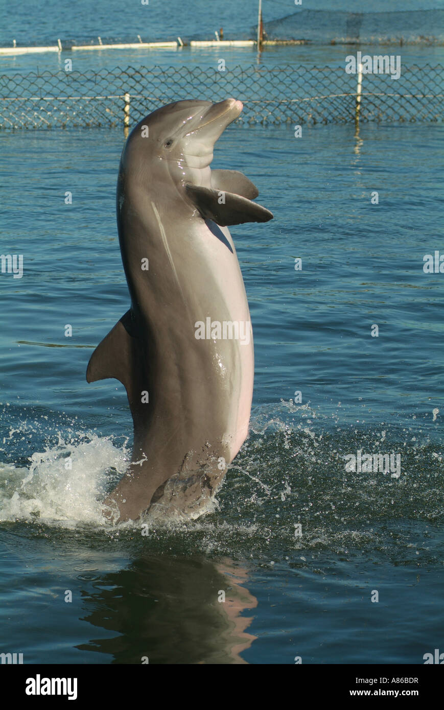 A dolphin plays in a captive environment at the Dolphin Research Center at Grassy Key Stock Photo
