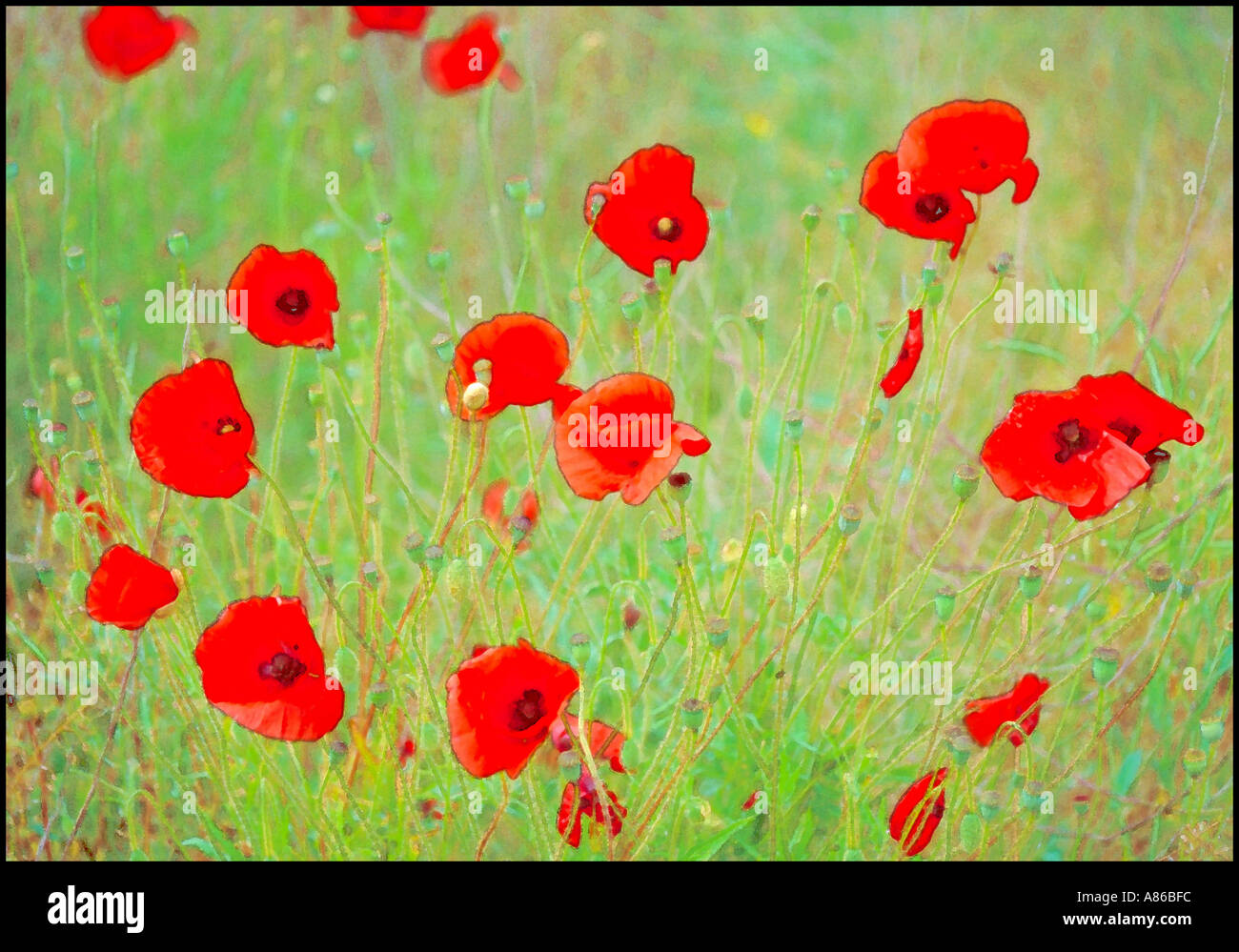 Watercolour poppies hi-res stock photography and images - Alamy