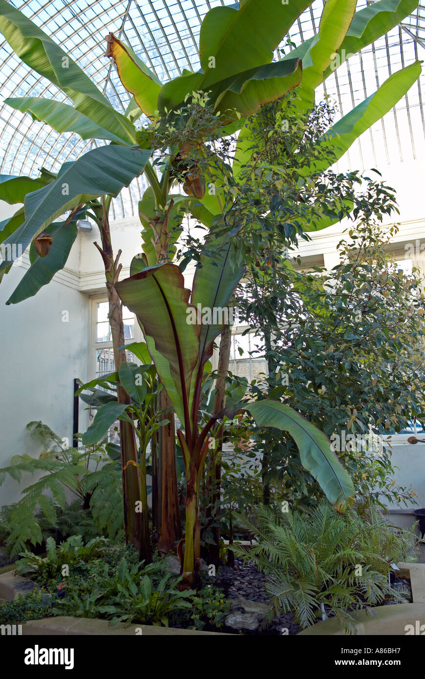 Banana plant inside a conservatory at the Botanical Gardens "South