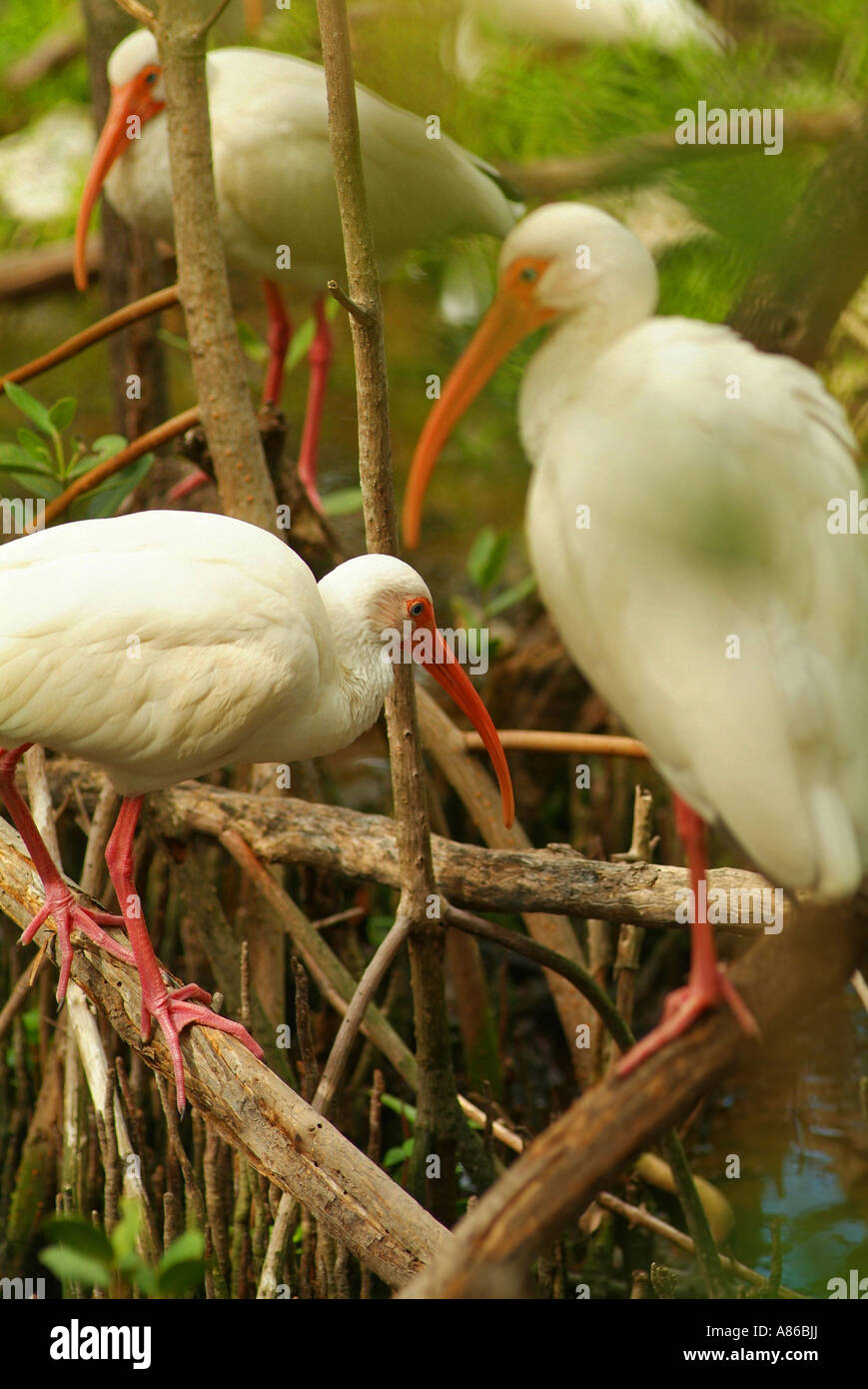 The Florida Keys Wild Bird Center attracts many varieties of wild shore birds including the white ibis Stock Photo