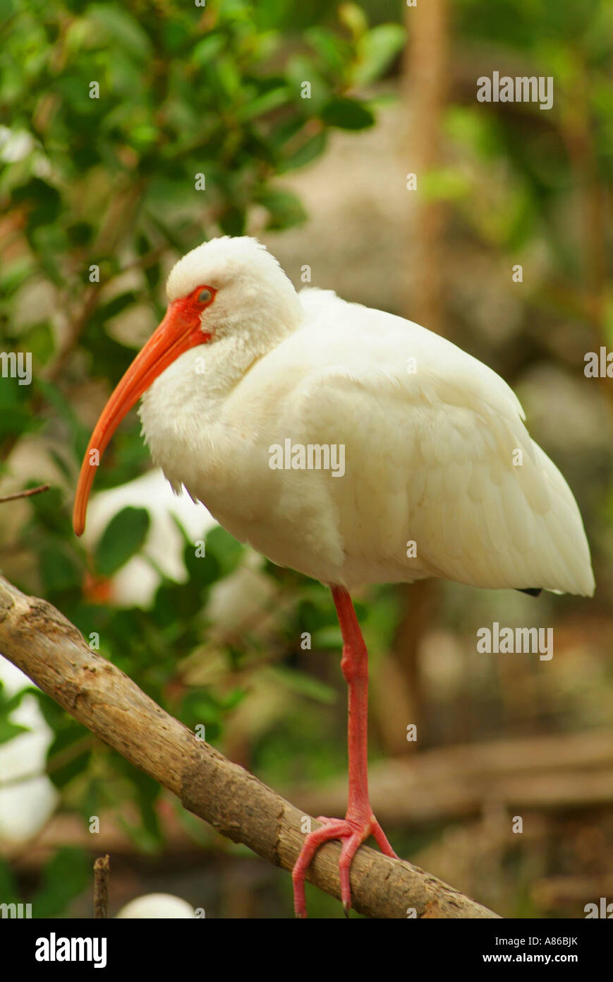 The Florida Keys Wild Bird Center attracts many varieties of wild shore birds including the white ibis Stock Photo