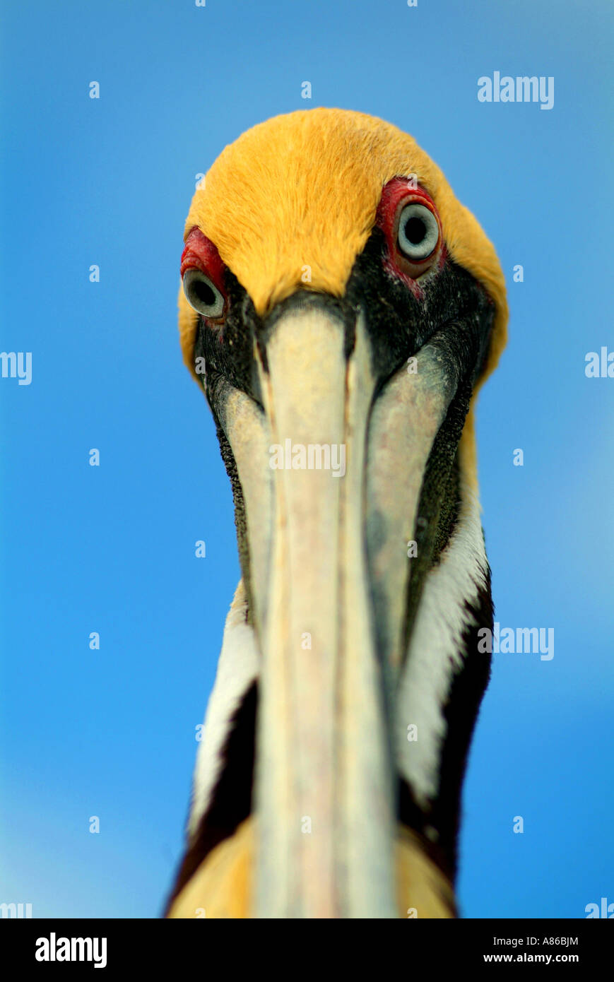 The Florida Keys Wild Bird Center attracts many varieties of wild shore birds including the white ibis Brown Pelican Stock Photo