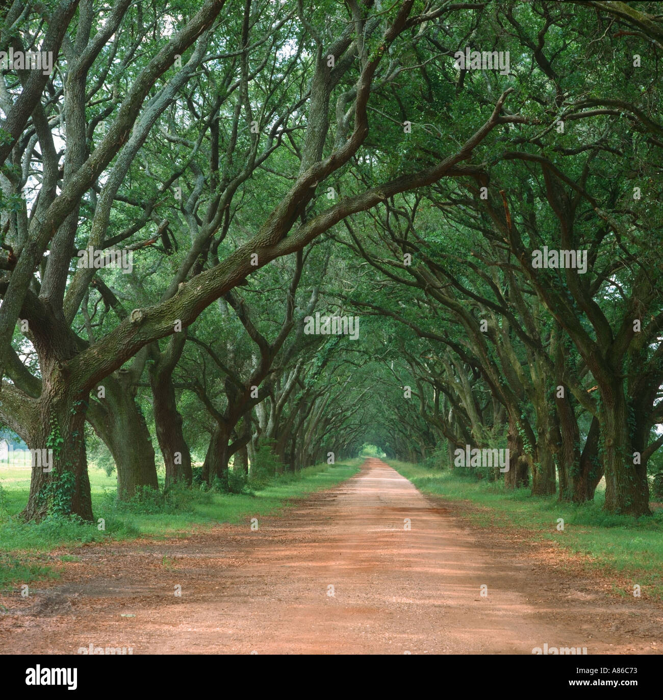 oak trees line a road at Evergreen Plantation in Edgard Louisiana USA Stock Photo