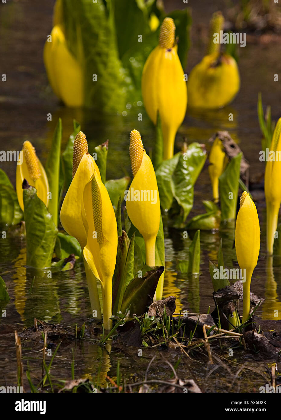 Arum Lily Lysichiton Americanus bog lily skunk cabbage Stock Photo Alamy