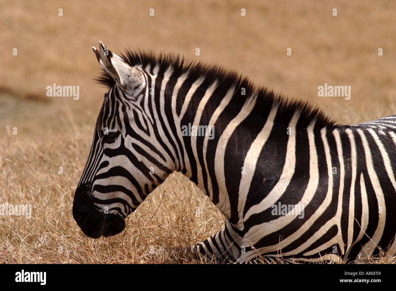 Grant s Zebra Stock Photo - Alamy