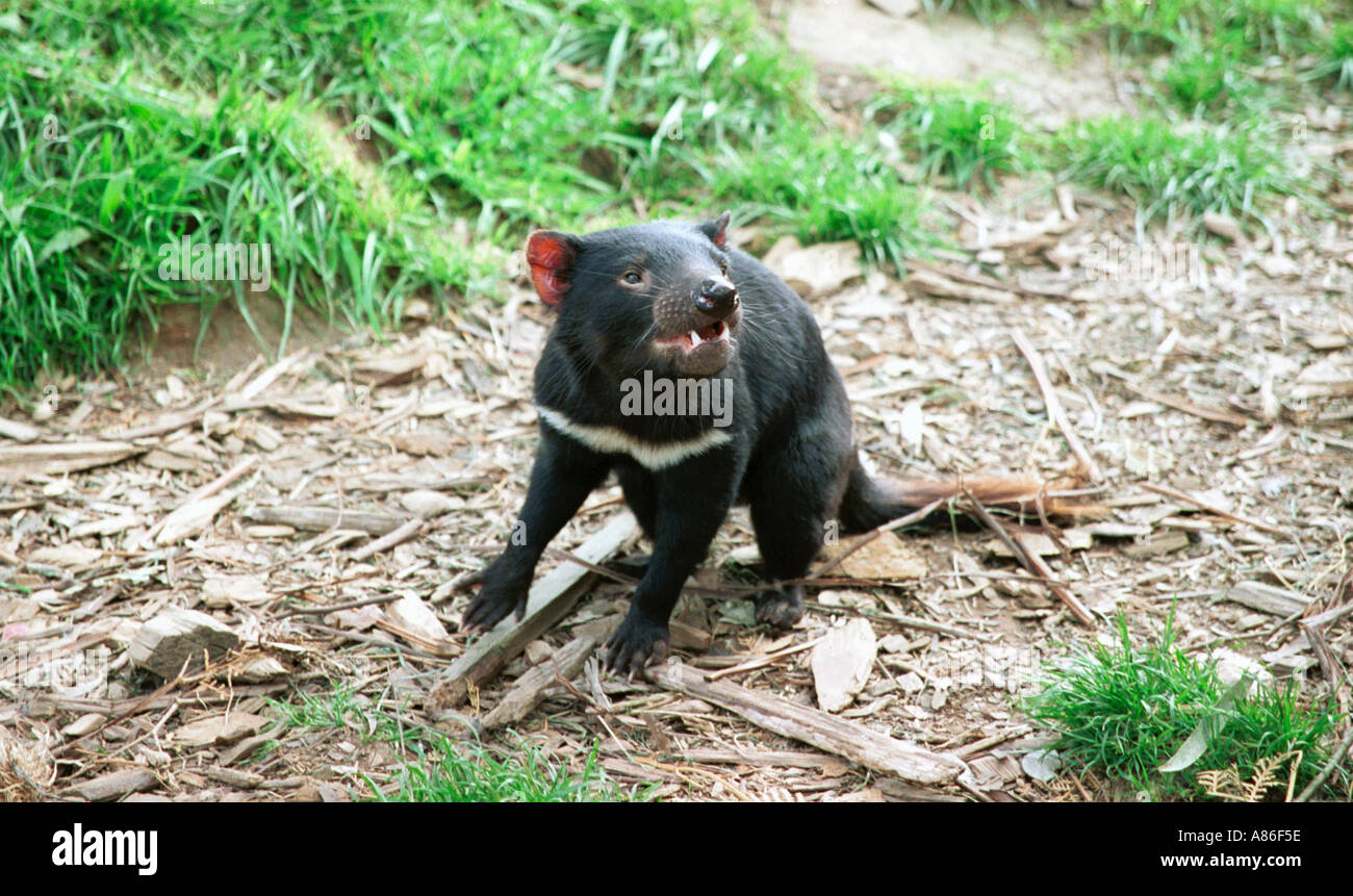 Devil animal hi-res stock photography and images - Alamy