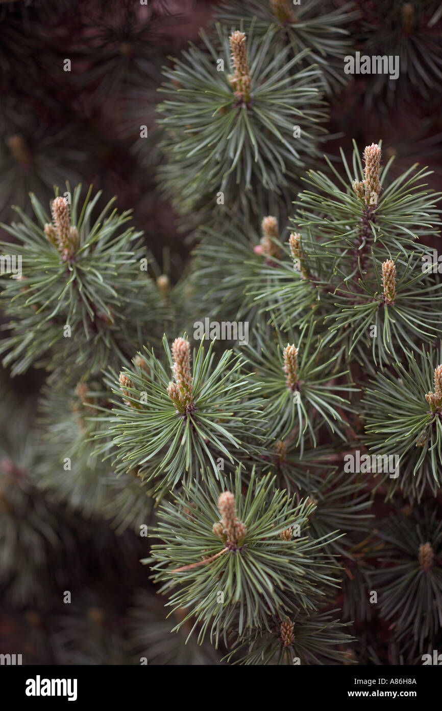 Pinus mugo mops Stock Photo