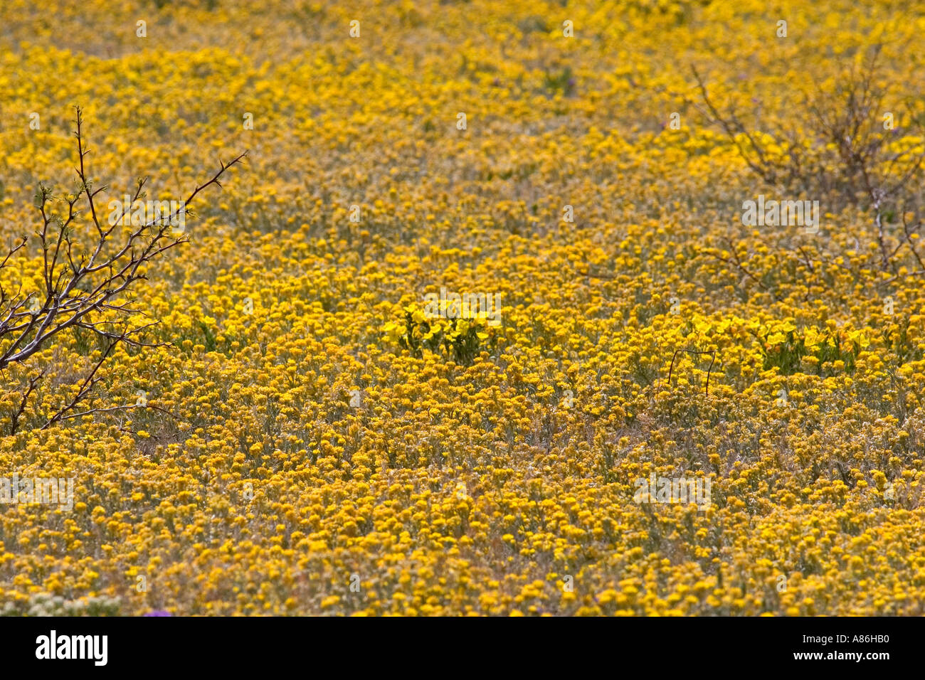 Artesia new mexico hires stock photography and images Alamy