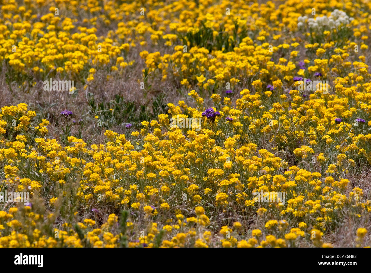 A field of yellow wild flowers near Artesia New Mexico Stock Photo Alamy