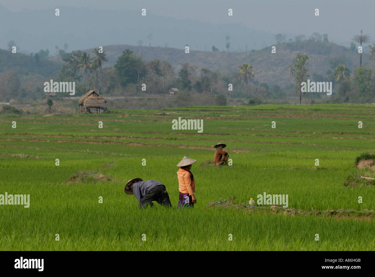 Planting rice Northern Laos Stock Photo
