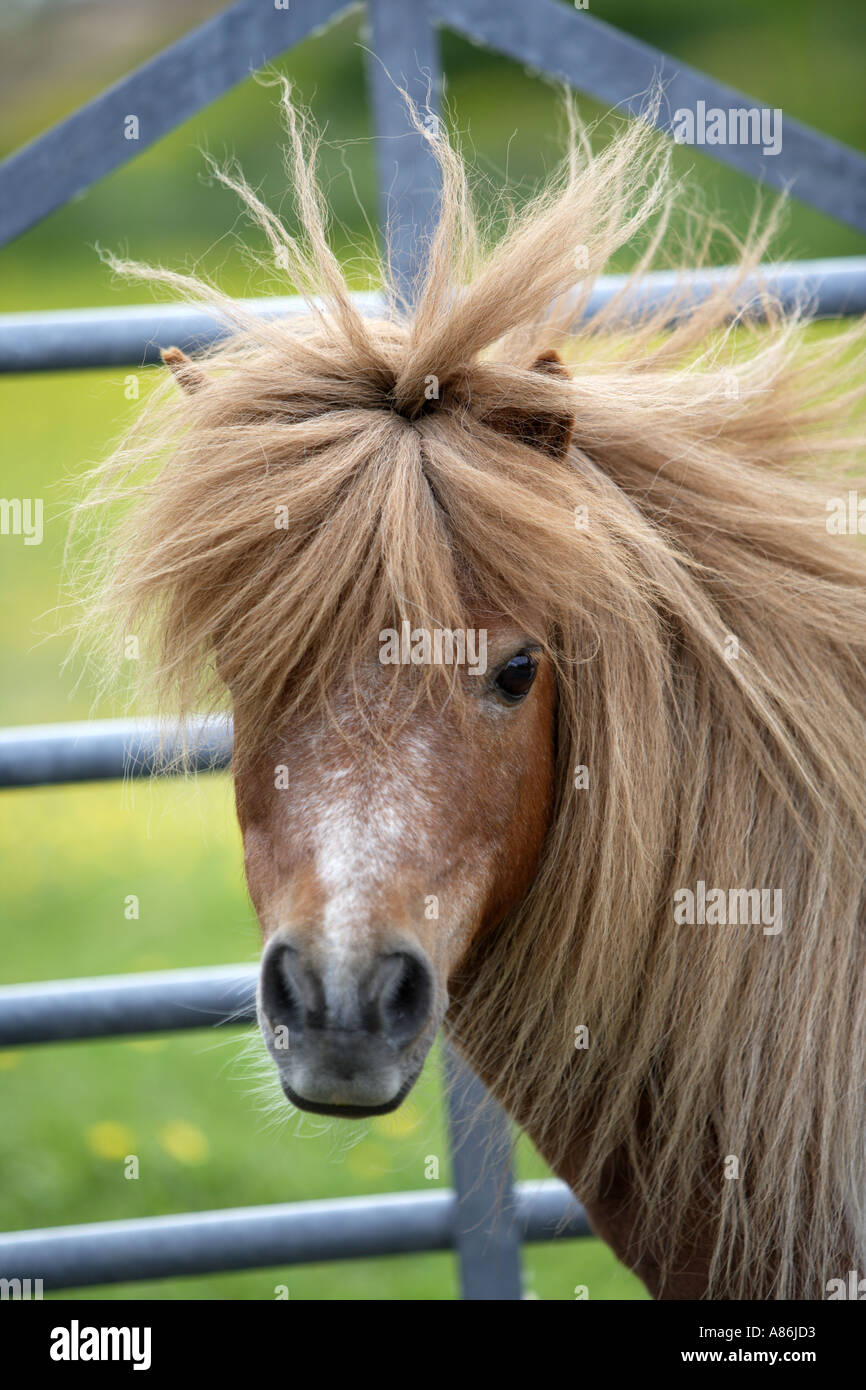 Bad Hair Day Stock Photo