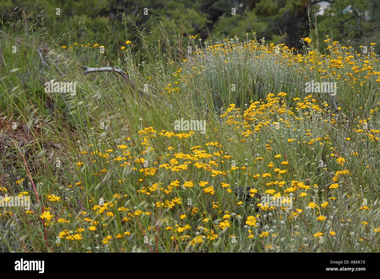 Los Padres National Forest Stock Photo Alamy