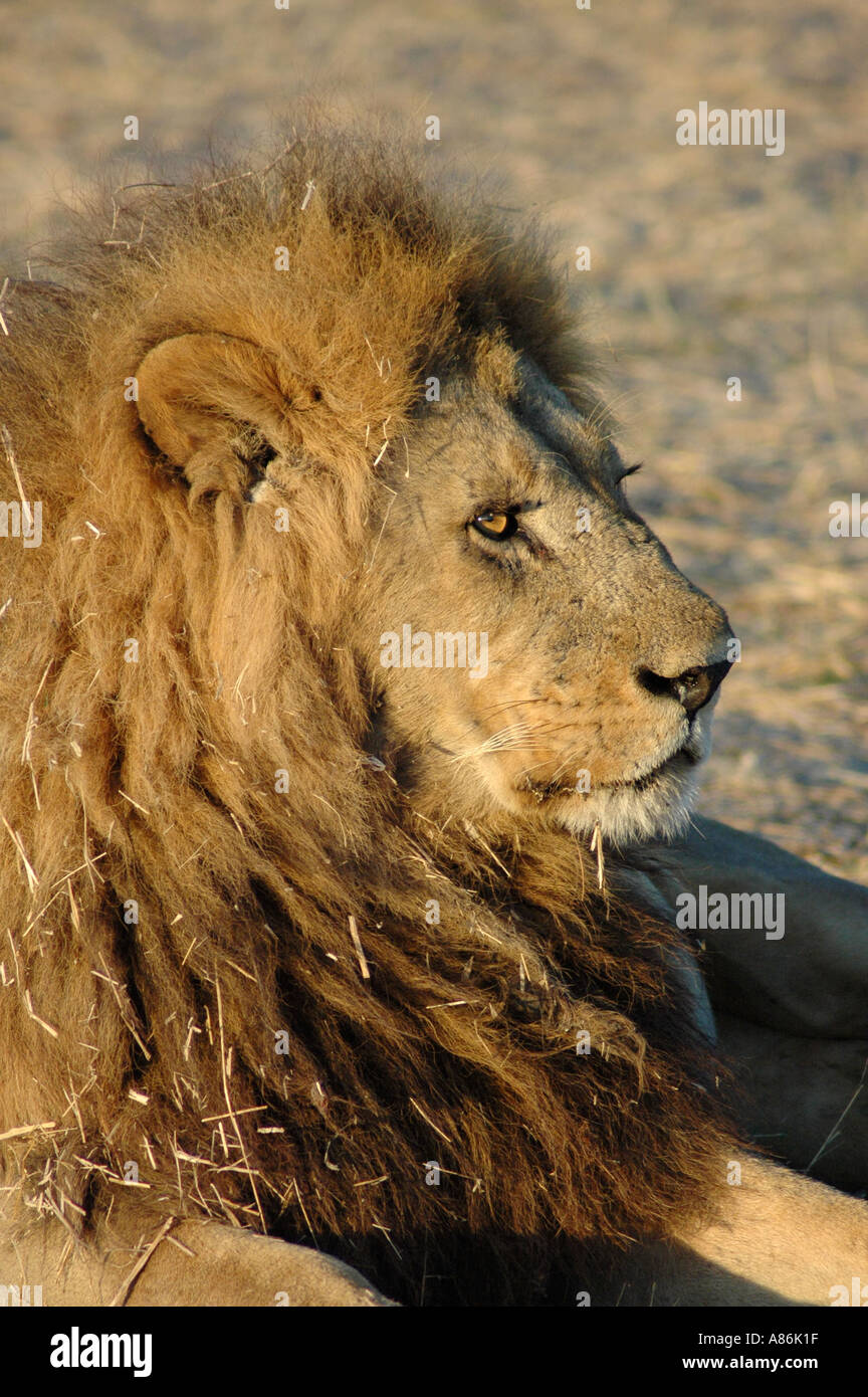 Lion morning light hi-res stock photography and images - Alamy