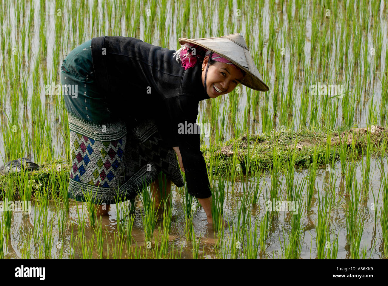 Woman planting rice Northern Laos Stock Photo