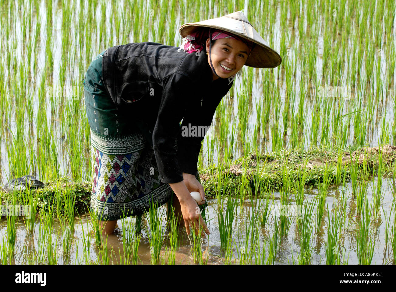 Woman planting rice Northern Laos Stock Photo
