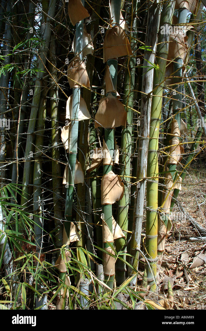 Борока Болс өмірбаяны