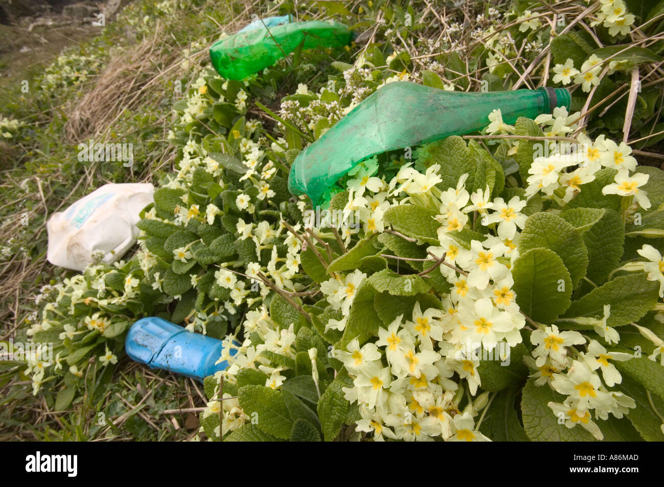 Marine rubbish washed ashore and lying on wildflowers Dumfrieshire coast Scotland Stock Photo